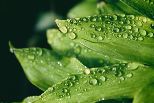 雨に濡れた葉っぱの画像sp